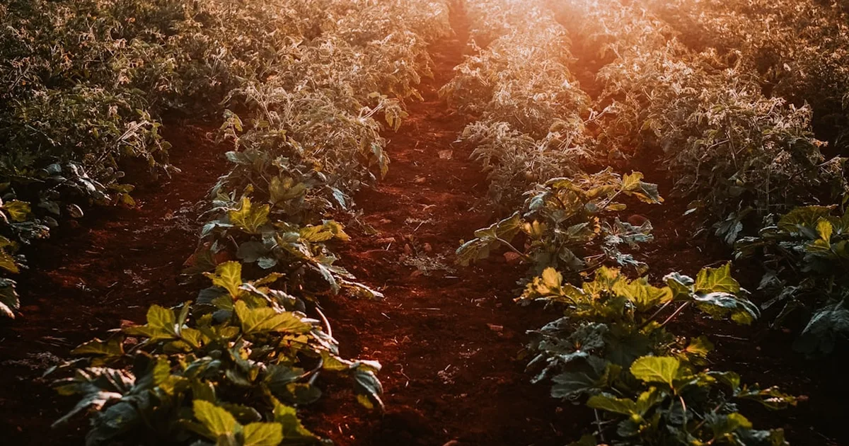 Fé que brota da terra: bispo libanês cultiva esperança em meio à crise