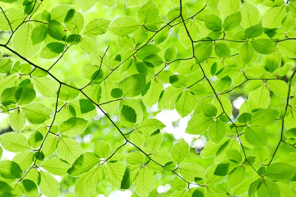 I Cristiani e la Crisi Climatica: Una Chiamata alla Conversione Ecologica