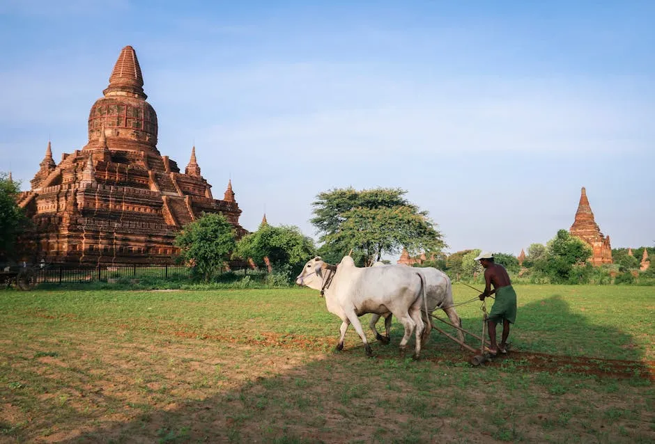 An Ode to Oxen
