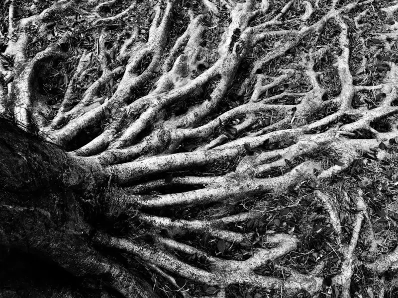 Los Padres del Desierto: raíces de la vida monástica