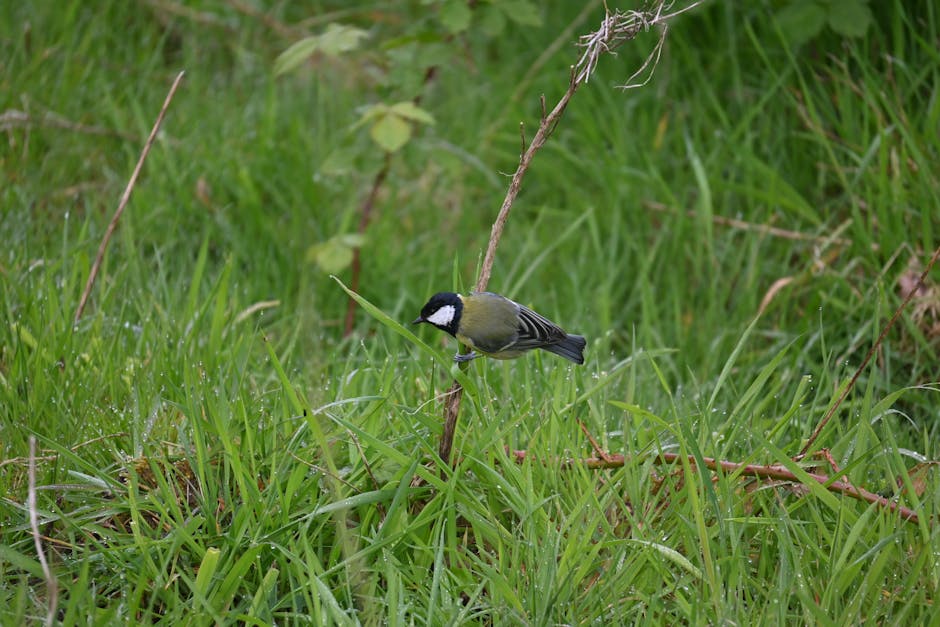 All Creatures Great and Small: Biblical Wisdom on God's Animal Kingdom