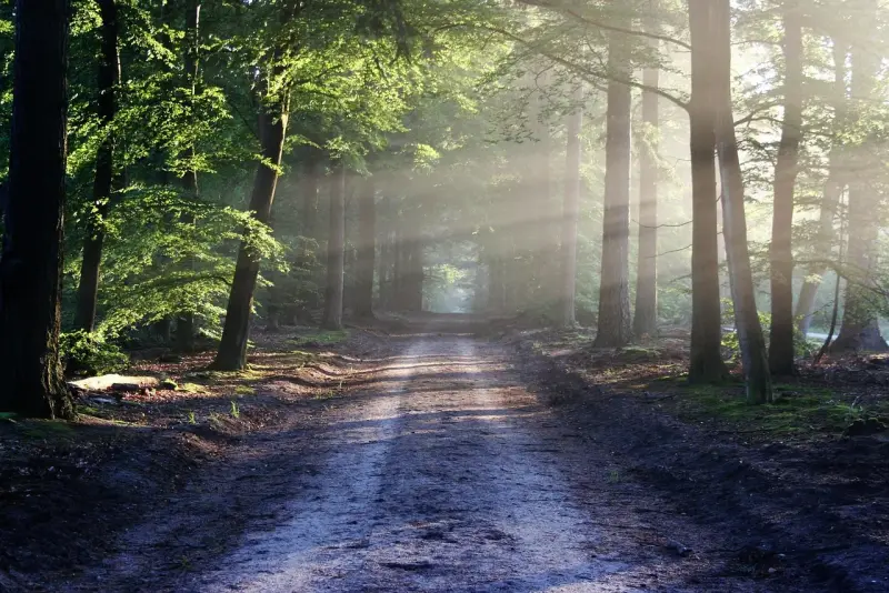 El camino de Emaús: encontrar a Cristo en la fracción del pan
