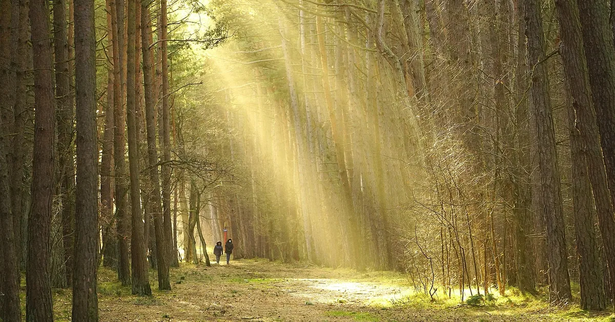 Jésus, le chemin qui mène à Dieu : méditation pour le 5e dimanche de Pâques