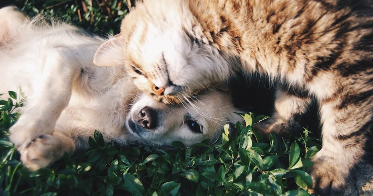 Mascotas como hijos: ¿Qué dice la Biblia sobre la mayordomía animal?