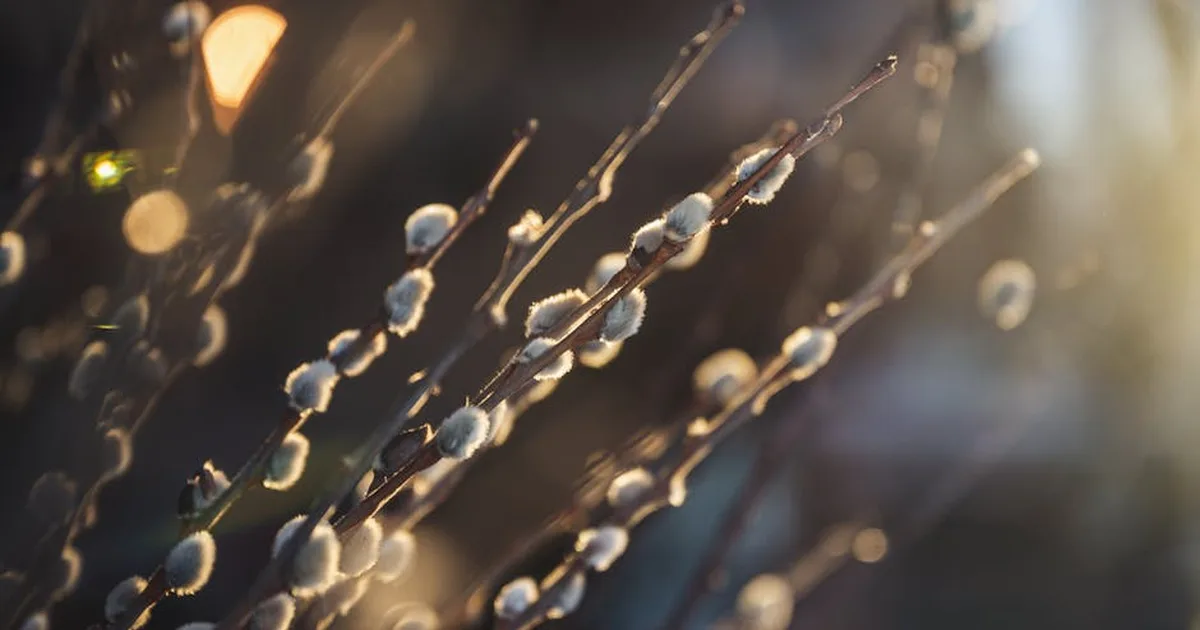 How Easter's Hope Extends to Our Planet: Creation's Redemption Story