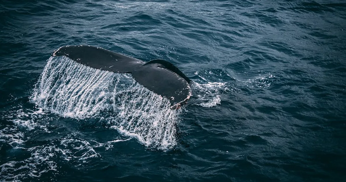 La historia de Timmy: Cuando el sufrimiento de una ballena nos conmueve el alma
