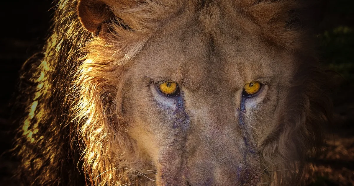 El Papa León XIV en África: Un viaje de fe y esperanza para todos los cristianos