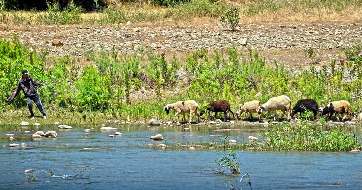 A Shepherd's Promise: Walking Through Psalm 23