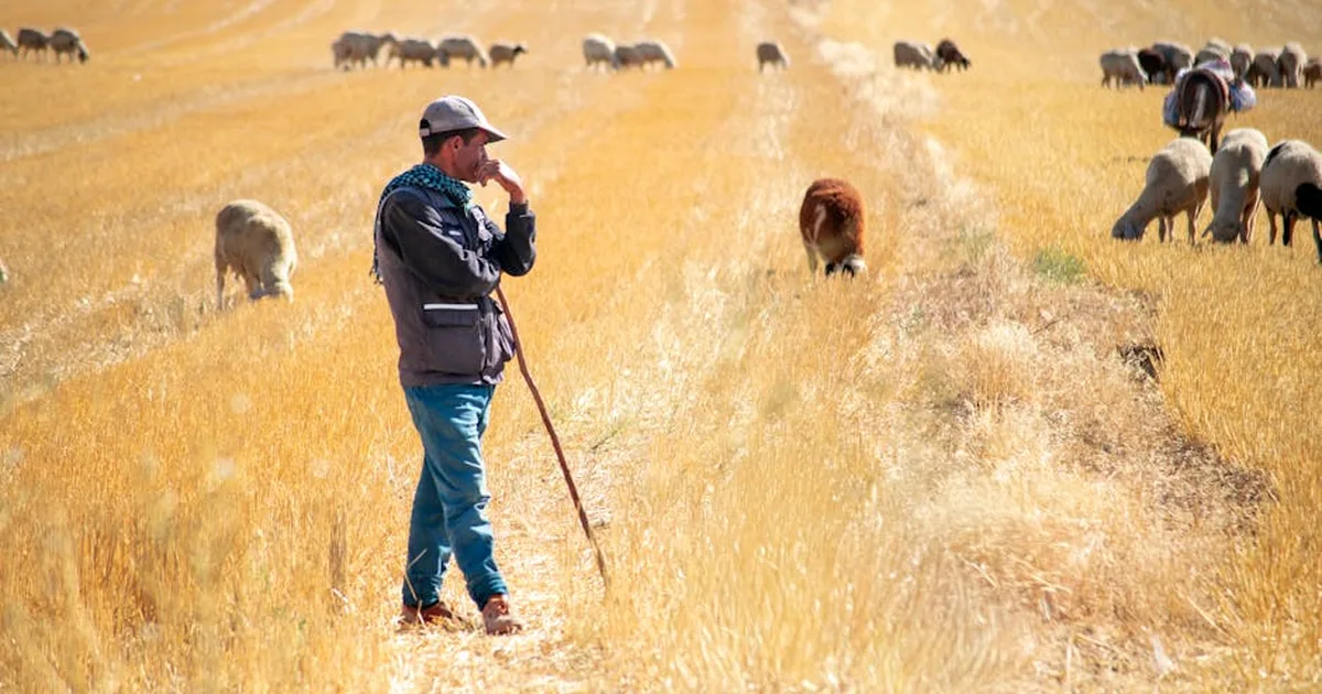 The Shepherd Who Knows Your Name: Finding Hope in a Changing Church