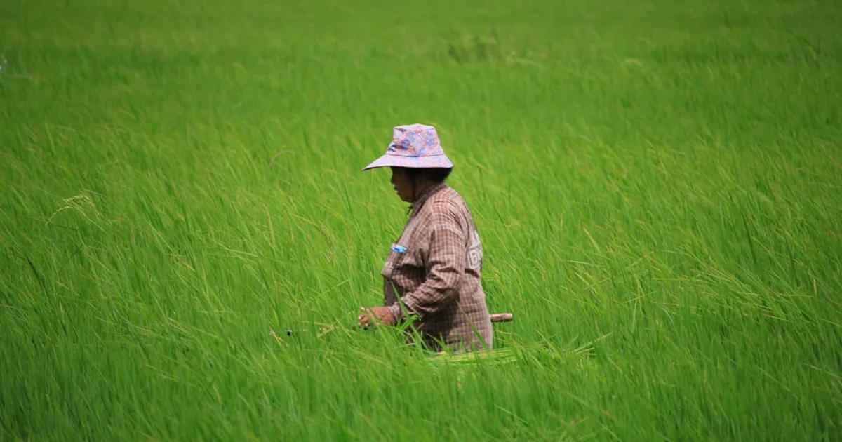 O fardo da dívida agrícola na Tailândia: um chamado à solidariedade cristã