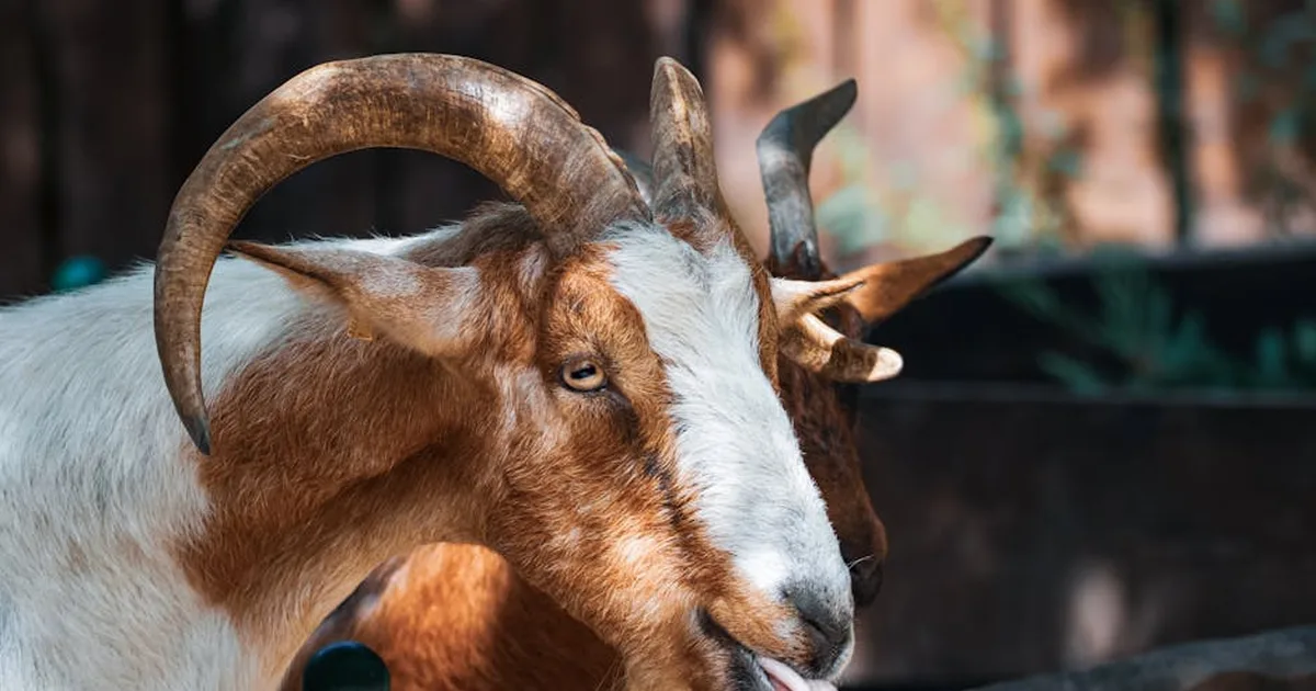 Sonhar com cabras: o que a Bíblia diz? Um guia pastoral