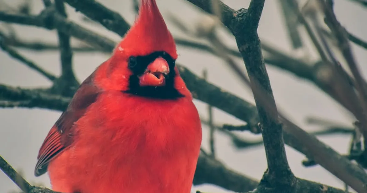Cuando la fe tambalea: las dudas del cardenal Schönborn en los años 60 y cómo nos ayudan hoy