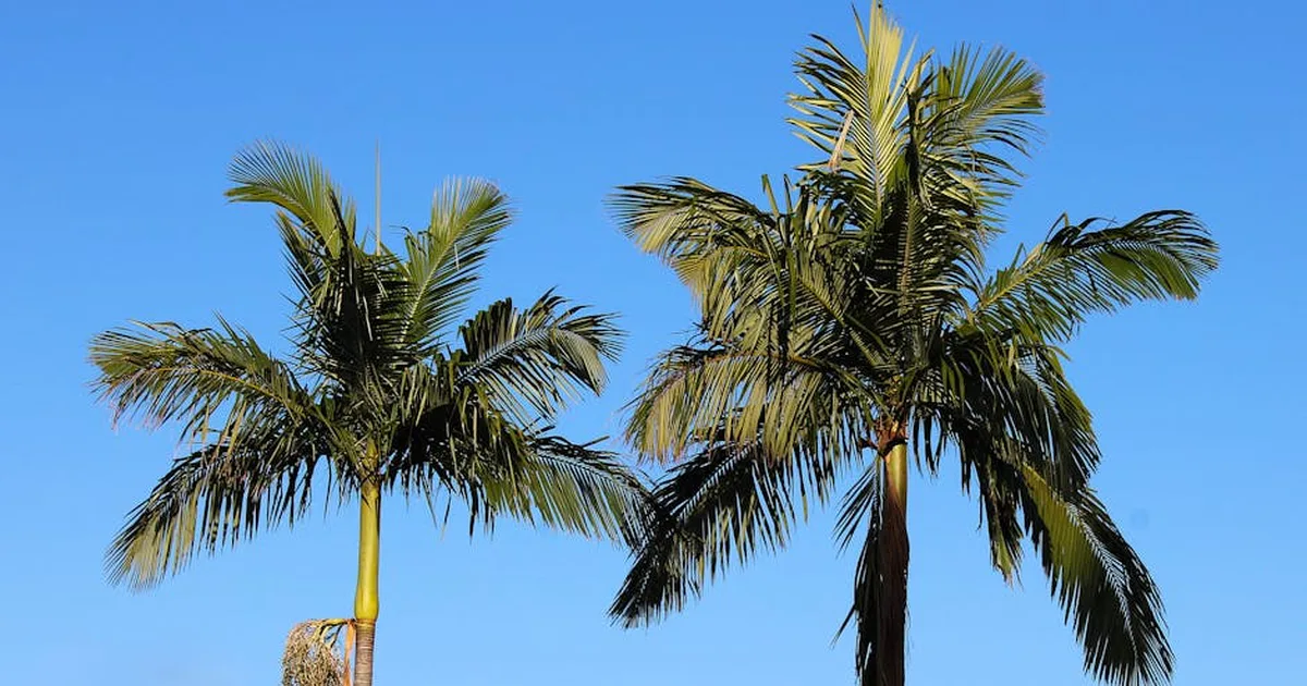El significado bíblico de la palmera de Débora: fe, liderazgo y esperanza