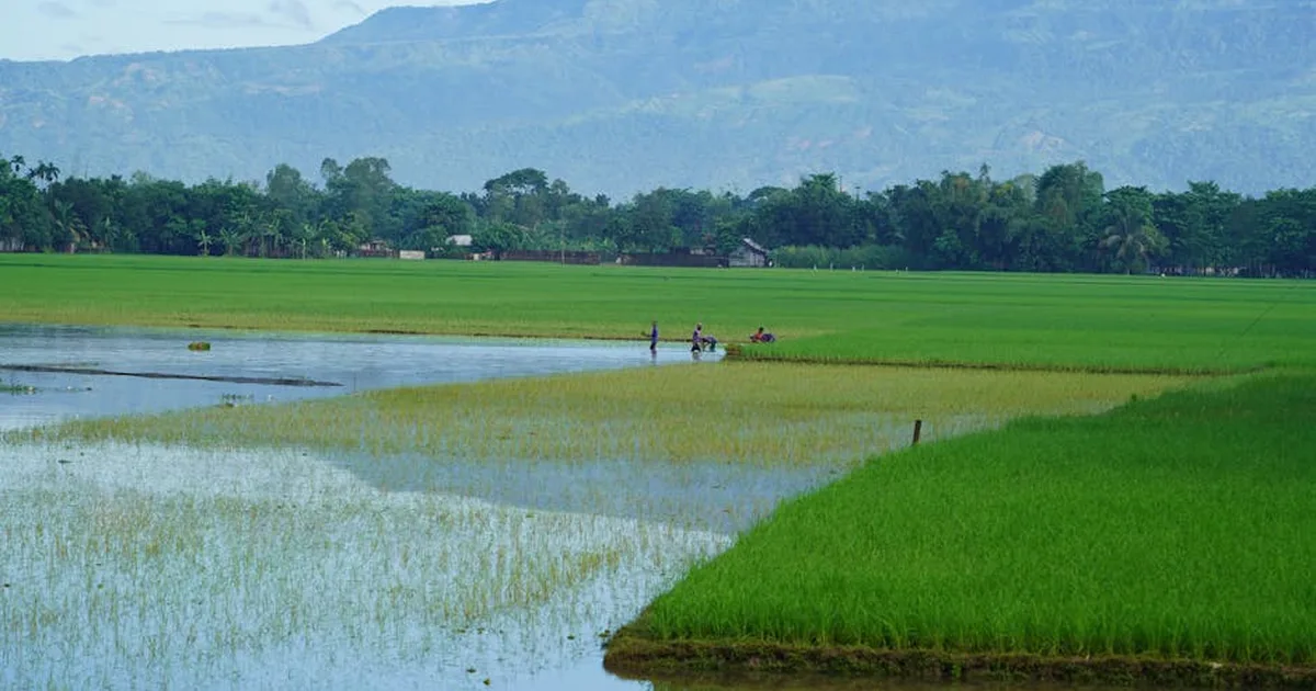 Cosechas de arroz en Bangladesh: cómo la fe ayuda a enfrentar la crisis climática