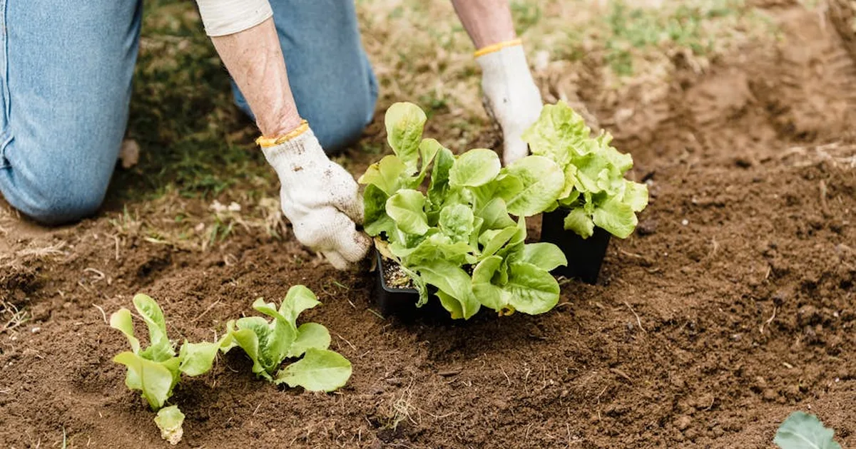 From Pulpit to Plow: A Lebanese Bishop's Agricultural Ministry of Hope