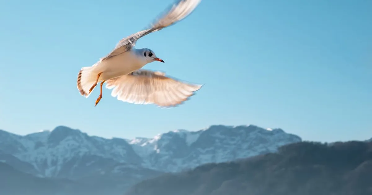 Eleva tu vuelo espiritual: Cómo superar las limitaciones terrenales