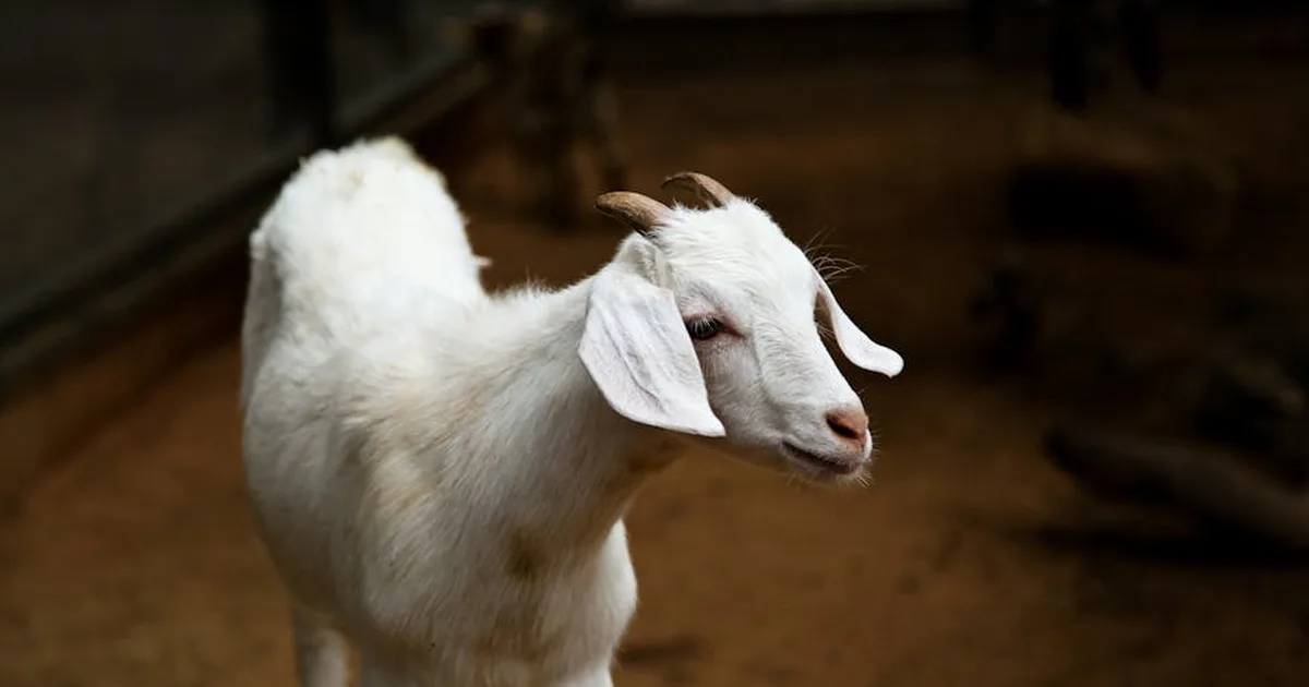 Significado bíblico de soñar con cabras: guía pastoral