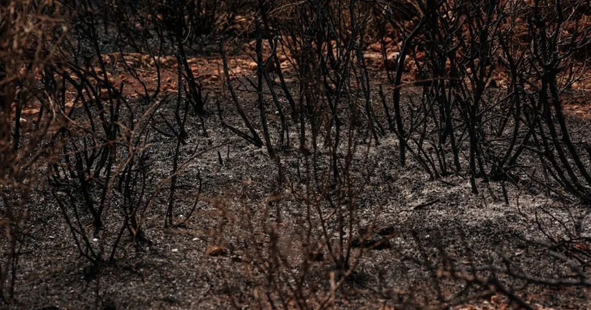 Das cinzas, a fé renasce: A comunidade de Saint-Romain enfrenta a prova do fogo