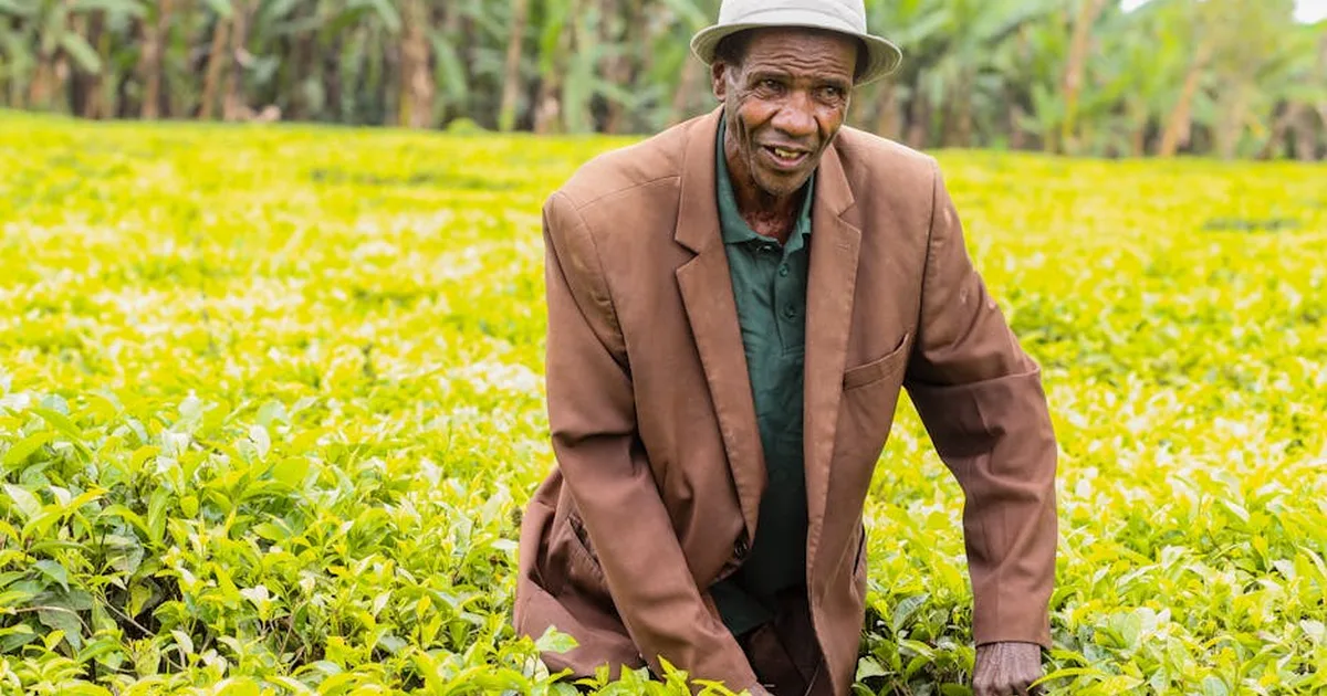 Faith Amidst Turmoil: Kenyan Tea Farmers Turn to Prayer as Geopolitical Crisis Disrupts Livelihoods