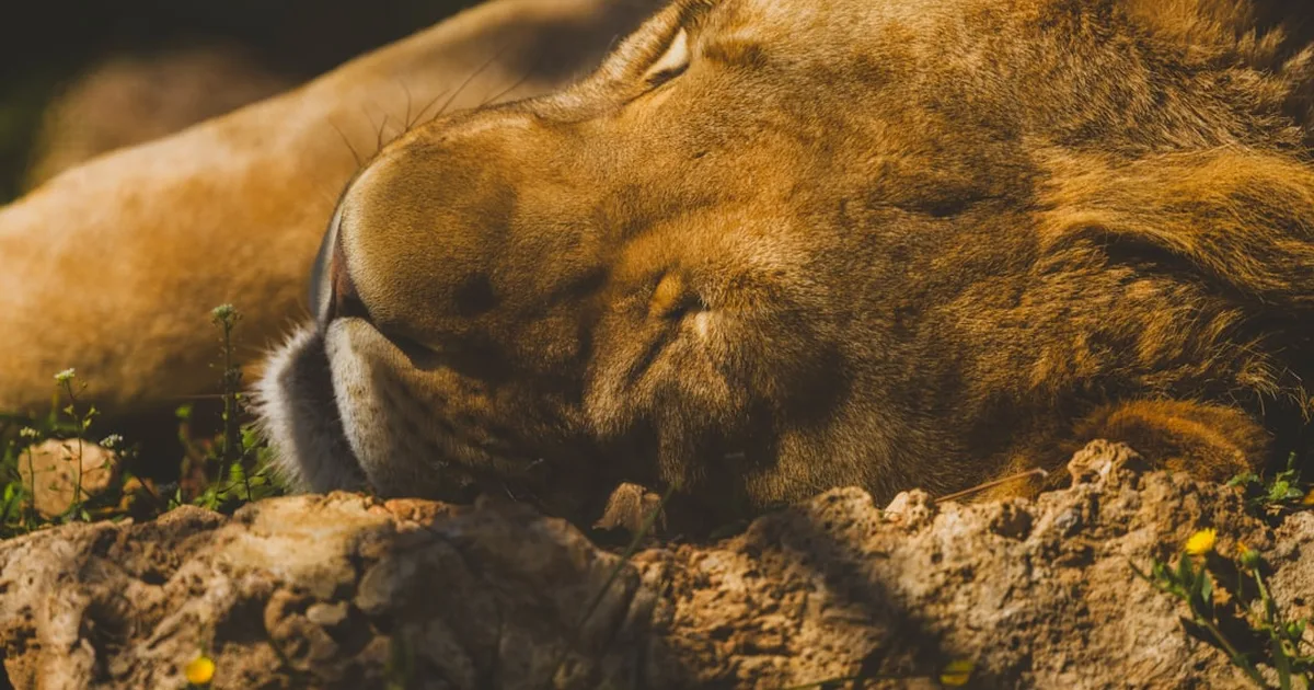 Soñar con leones: ¿Qué te quiere decir Dios a través de este sueño?
