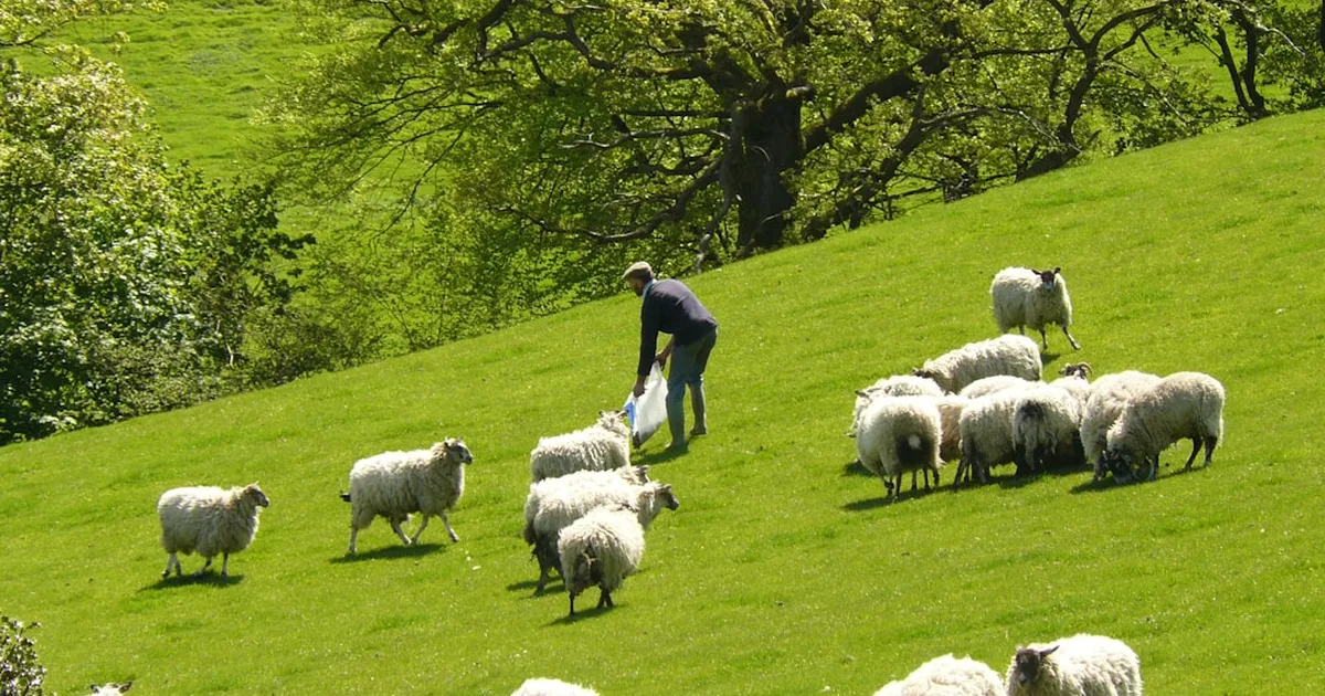 Hearing the Shepherd's Whisper: Finding God's Direction in a Noisy World