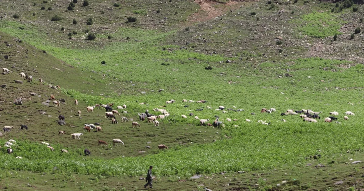 Shepherds at Heart: How to Spot Leaders Who Truly Care for the Flock