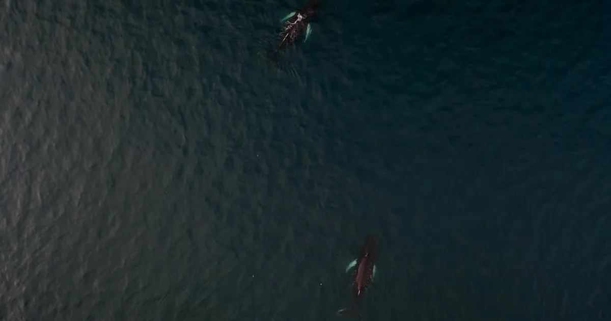 Timmy's Journey: Why a Whale's Struggle Speaks to Our Shared Humanity