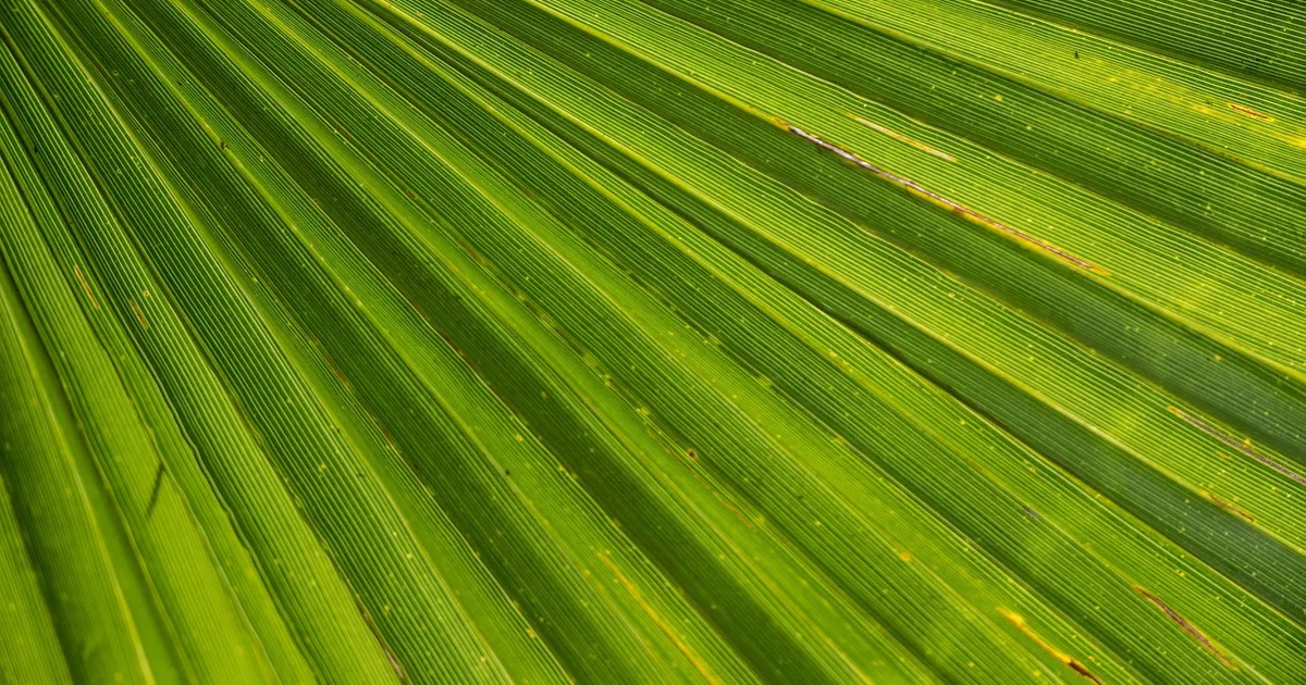 Deborah's Palm Tree: A Biblical Symbol of Justice, Refuge, and Feminine Leadership