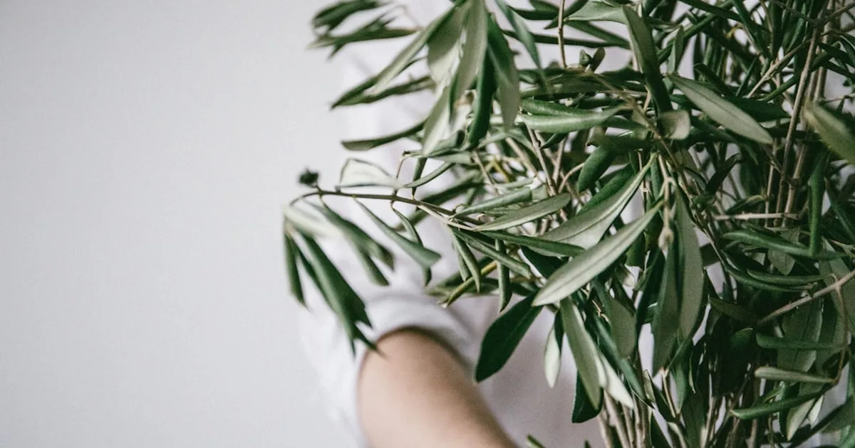The Christian Vocation of Peacemaking in a Divided World