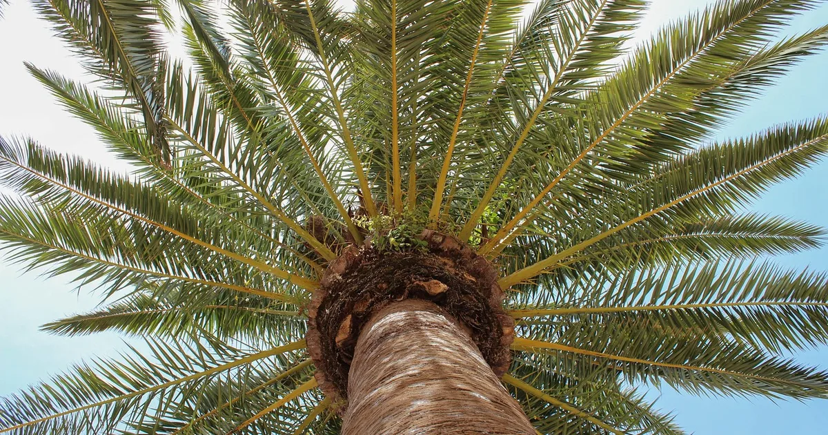 La palmera de Débora: un refugio de justicia y fe en tiempos difíciles