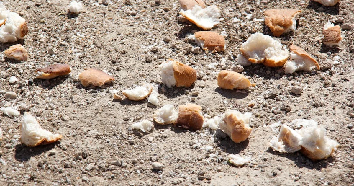 Pope Leo XIV Calls Us to Pray and Act Against Hunger and Food Waste