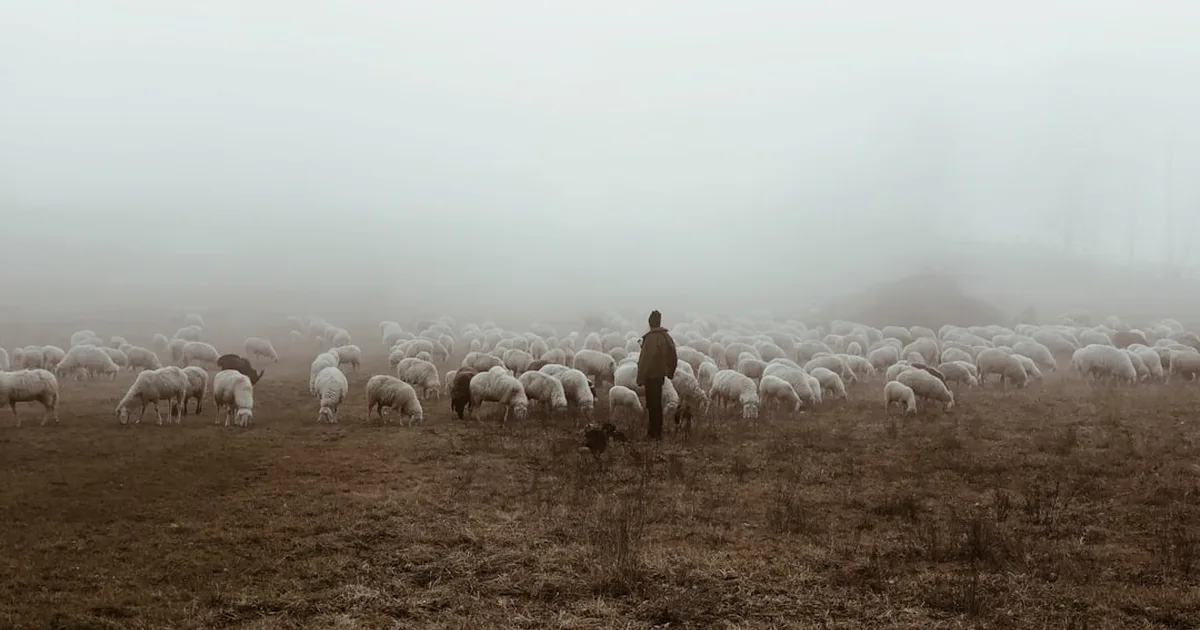 Salmo 23: Il Signore è il mio pastore – significato, preghiera e conforto